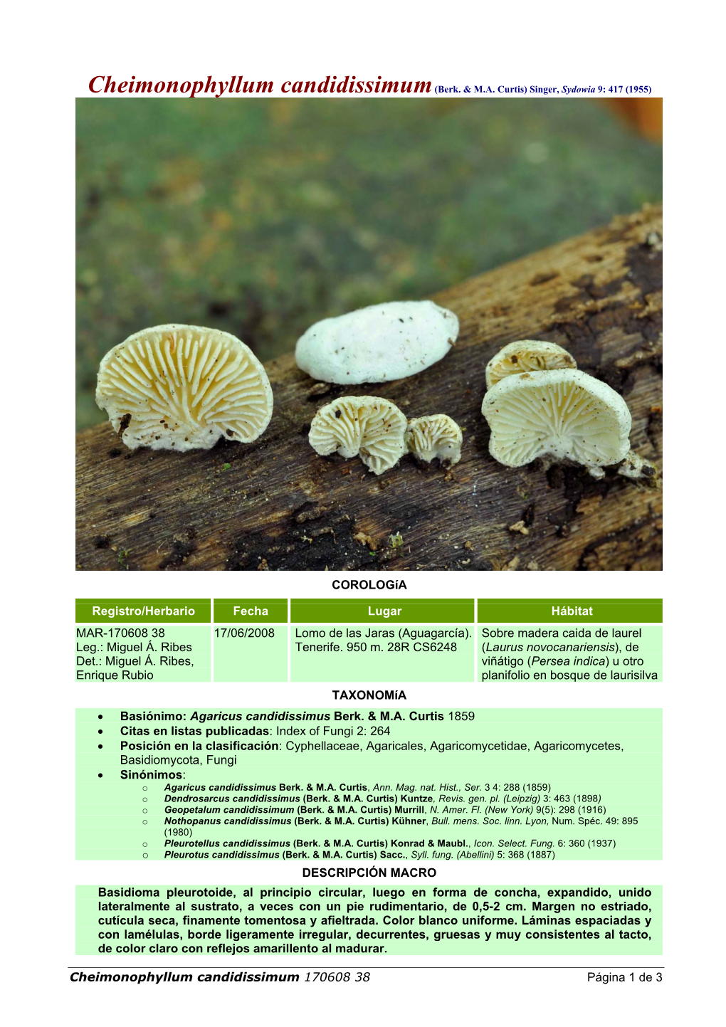 Cheimonophyllum Candidissimum 170608 38 Página 1 De 3 DESCRIPCIÓN MICRO