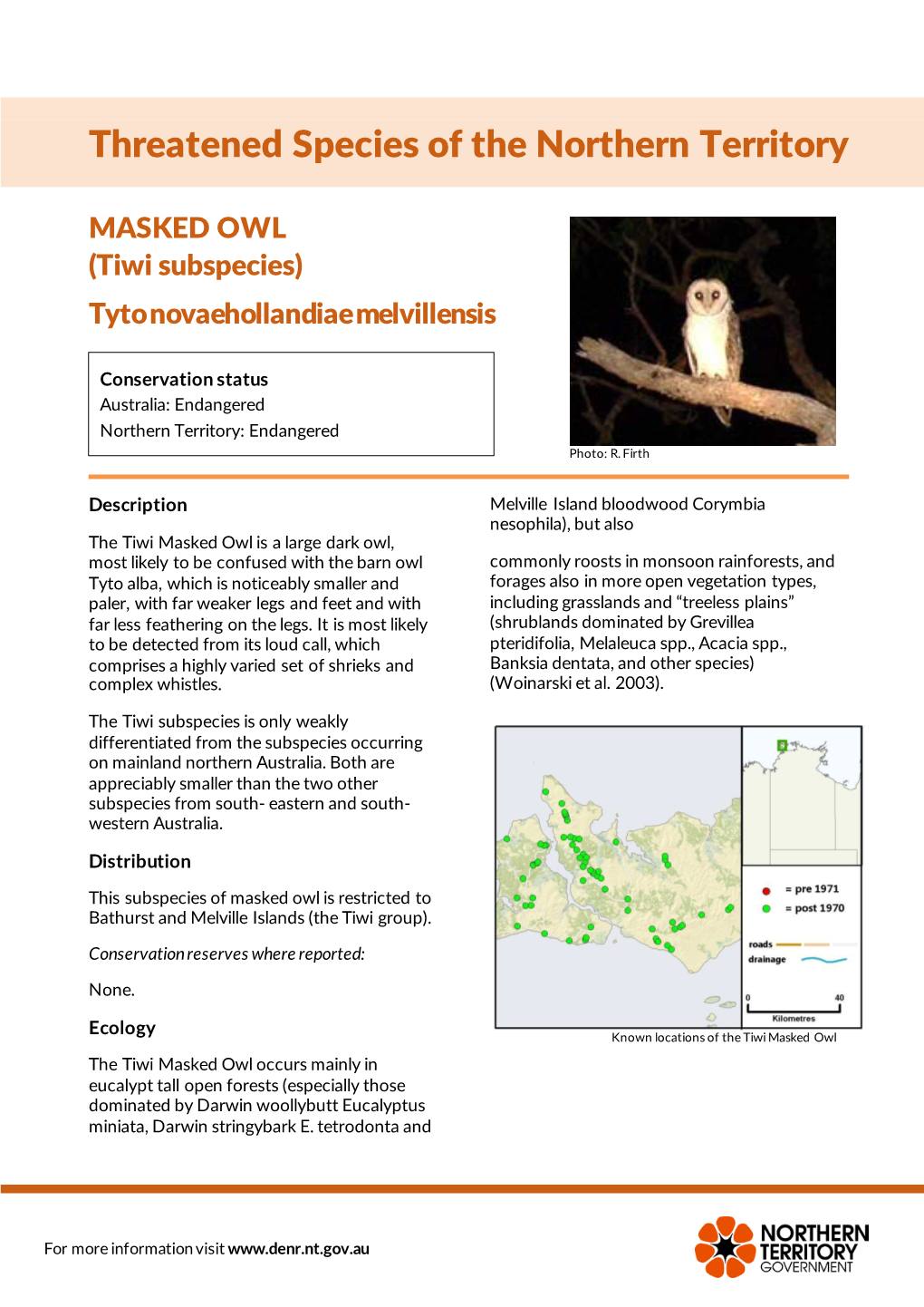 Masked Owl (Tiwi Islands)