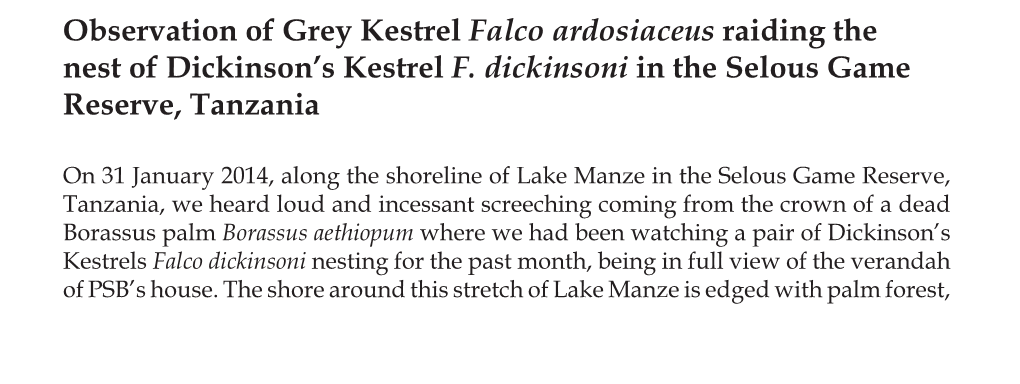 Observation of Grey Kestrel Falco Ardosiaceus Raiding the Nest of Dickinson’S Kestrel F