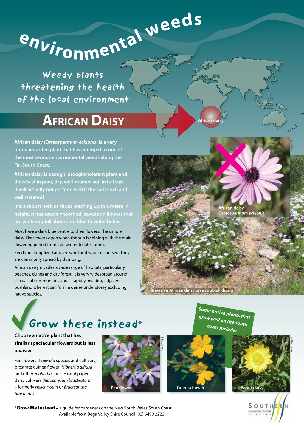 AFRICAN DAISY African Daisy