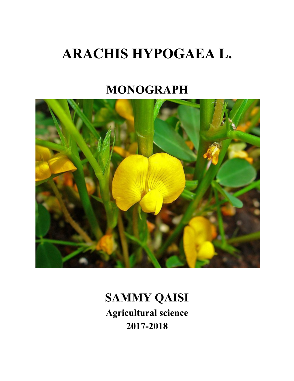 Arachis Hypogaea L