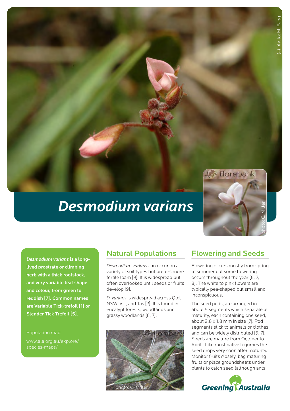 Desmodium Varians Photo: C