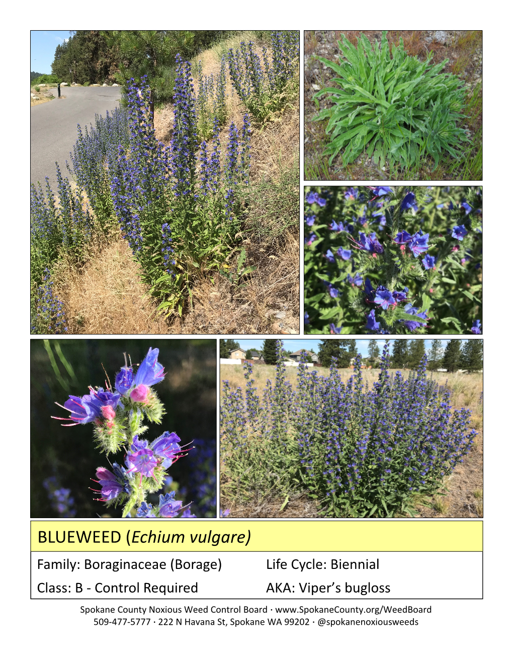 BLUEWEED (Echium Vulgare)