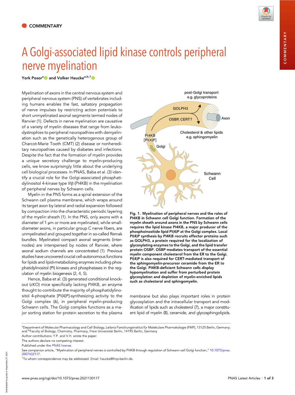 A Golgi-Associated Lipid Kinase Controls Peripheral Nerve Myelination COMMENTARY York Posora and Volker Hauckea,B,1