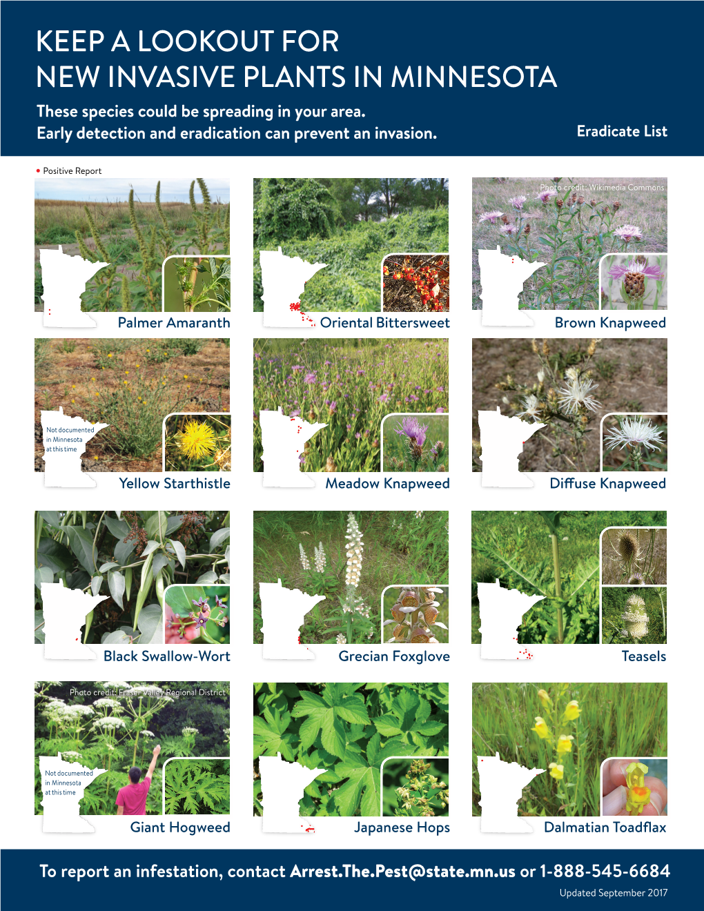 KEEP a LOOKOUT for NEW INVASIVE PLANTS in MINNESOTA These Species Could Be Spreading in Your Area