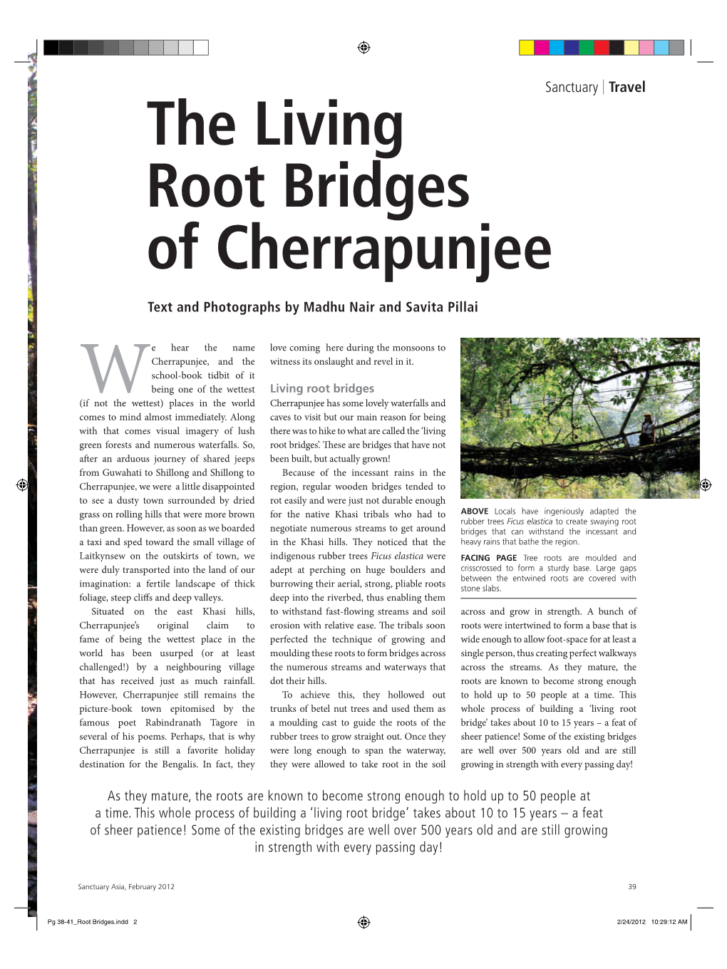 The Living Root Bridges of Cherrapunjee