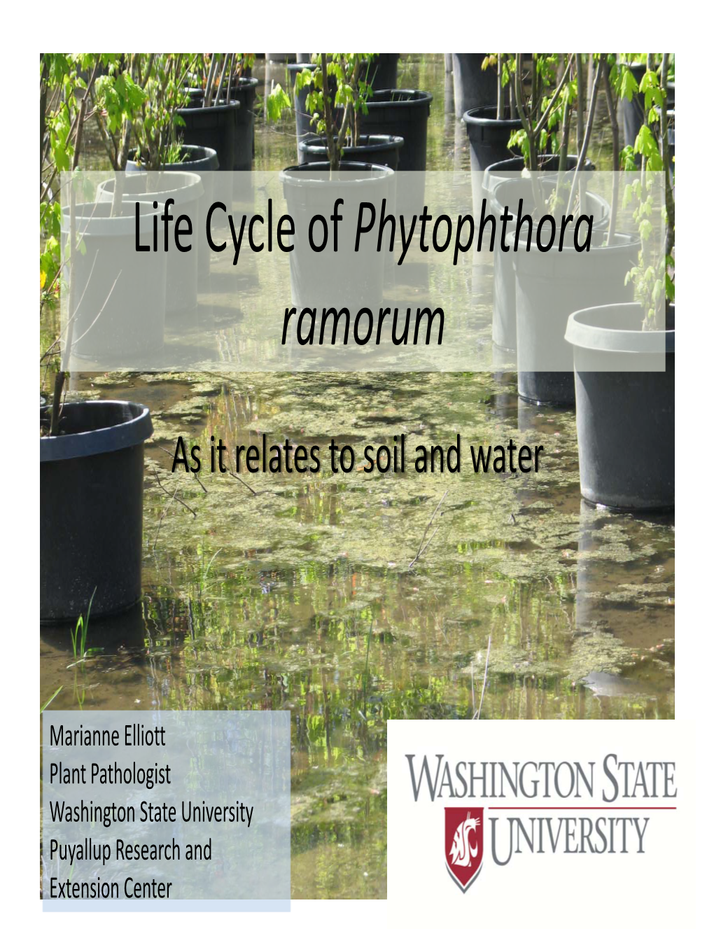 Life Cycle of Phytophthora Ramorum