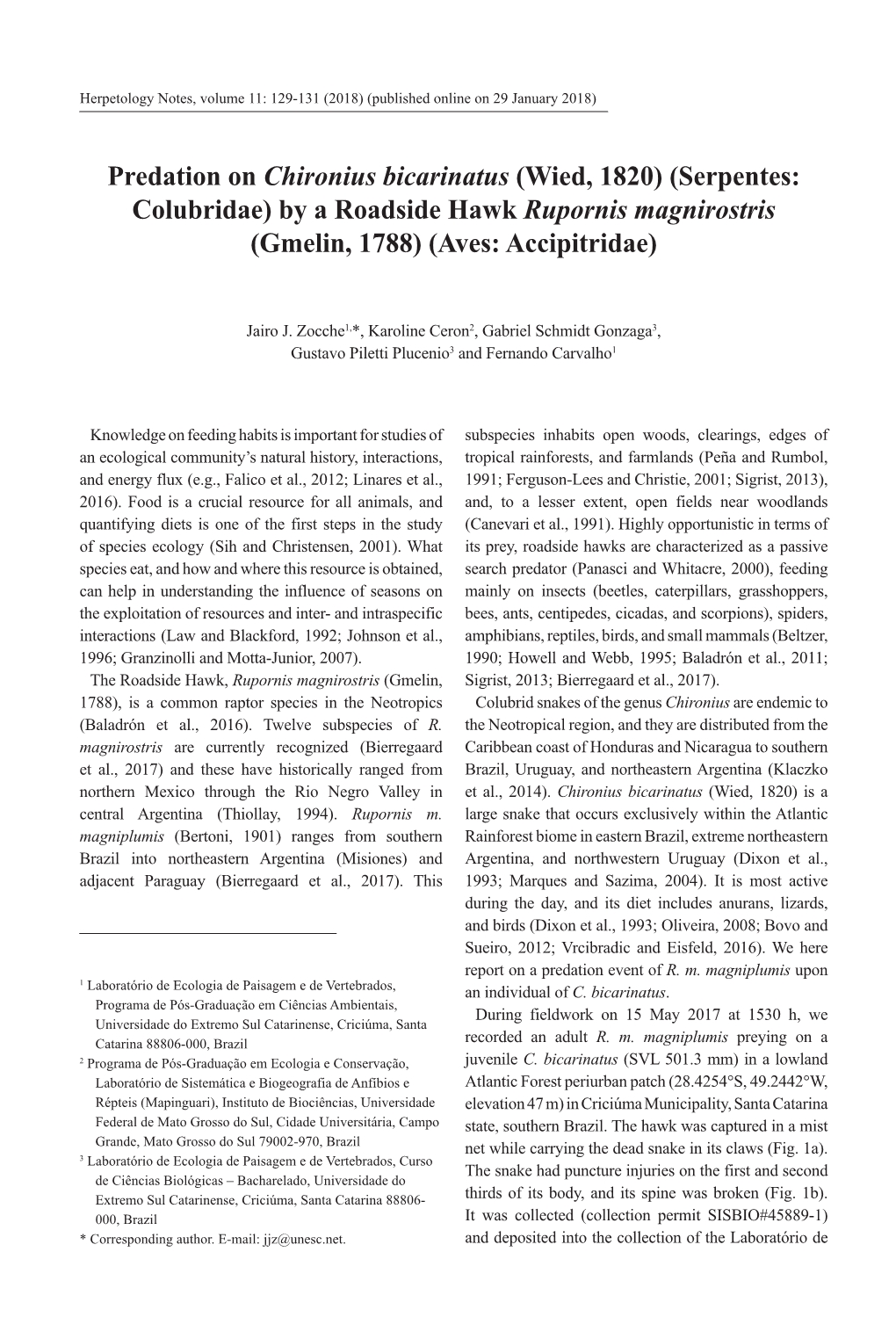 Predation on Chironius Bicarinatus (Wied, 1820) (Serpentes: Colubridae) by a Roadside Hawk Rupornis Magnirostris (Gmelin, 1788) (Aves: Accipitridae)