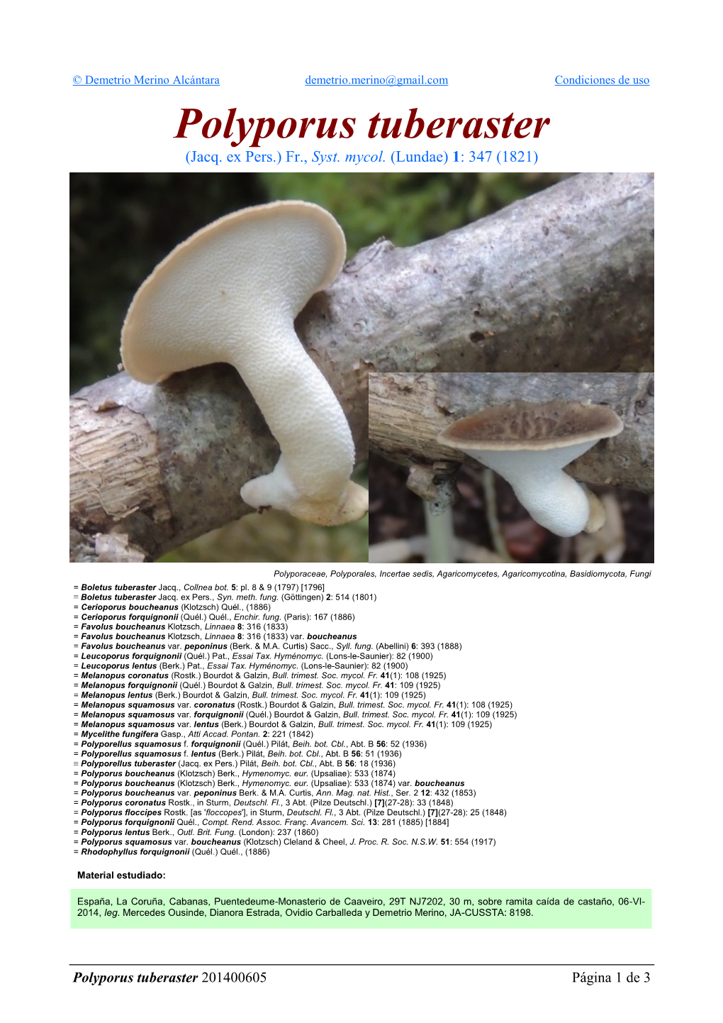 Polyporus Tuberaster