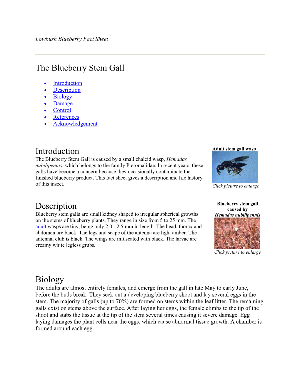 The Blueberry Stem Gall Introduction Description Biology