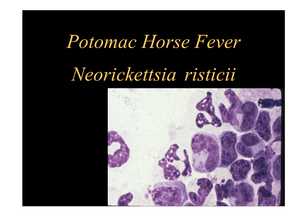 Potomac Horse Fever Neorickettsia Risticii Synonyms