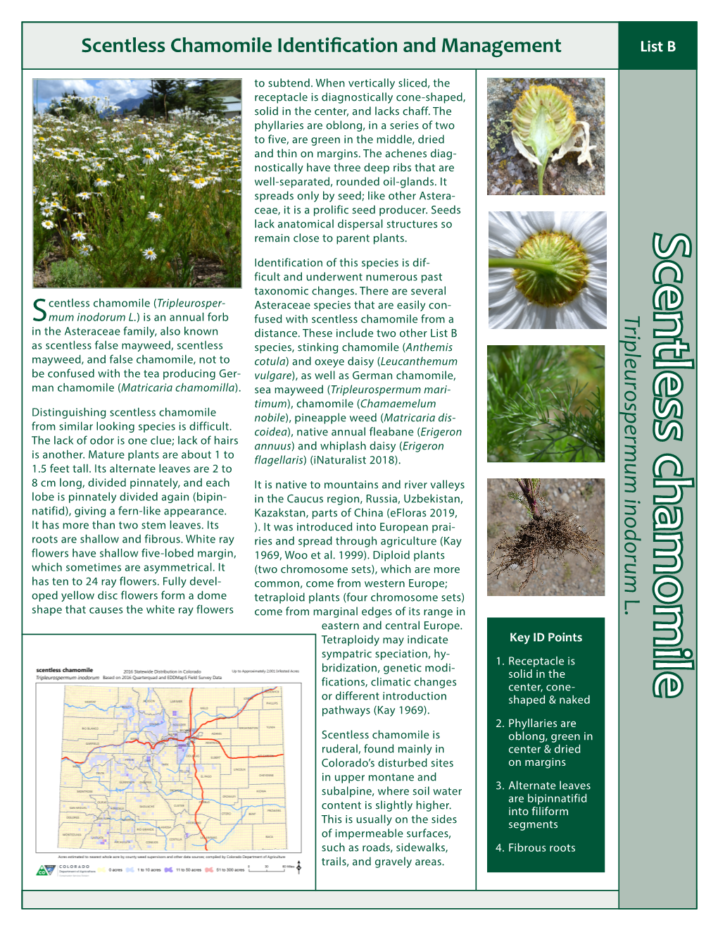 Scentless Chamomile Identification and Management List B