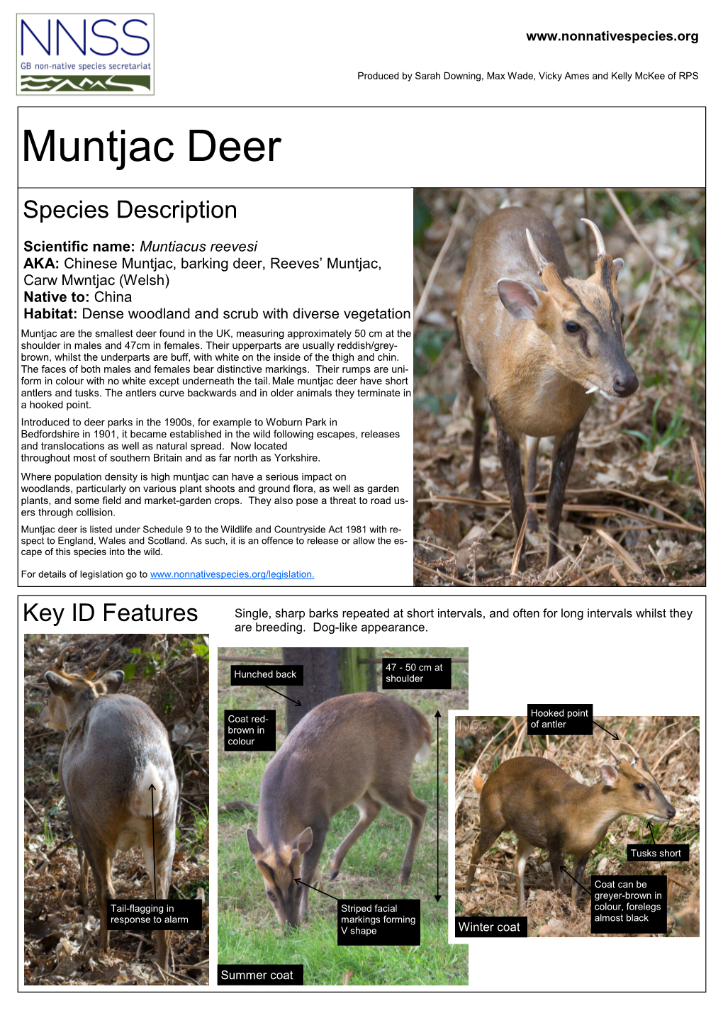 Muntjac Deer