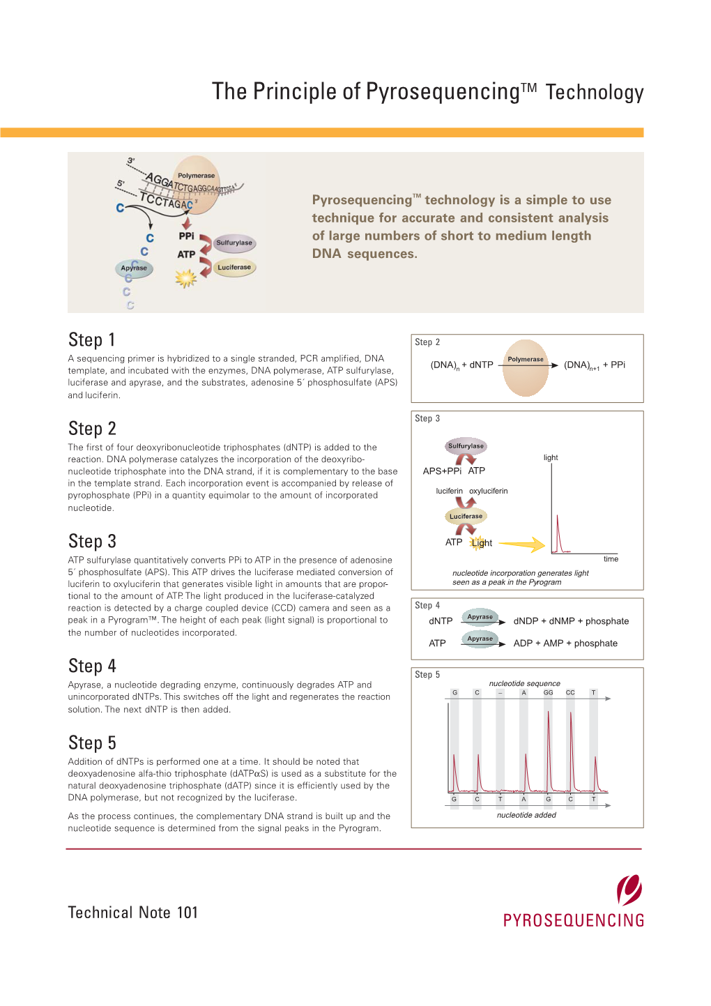 The Principle of Pyrosequencingtm Technology