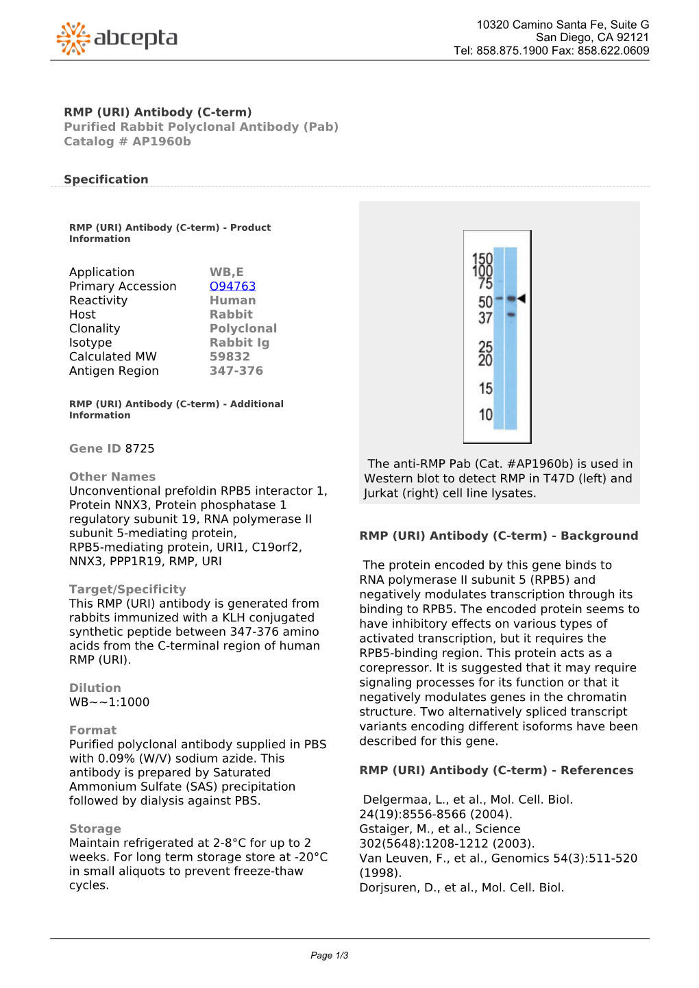 RMP (URI) Antibody (C-Term) Purified Rabbit Polyclonal Antibody (Pab) Catalog # Ap1960b