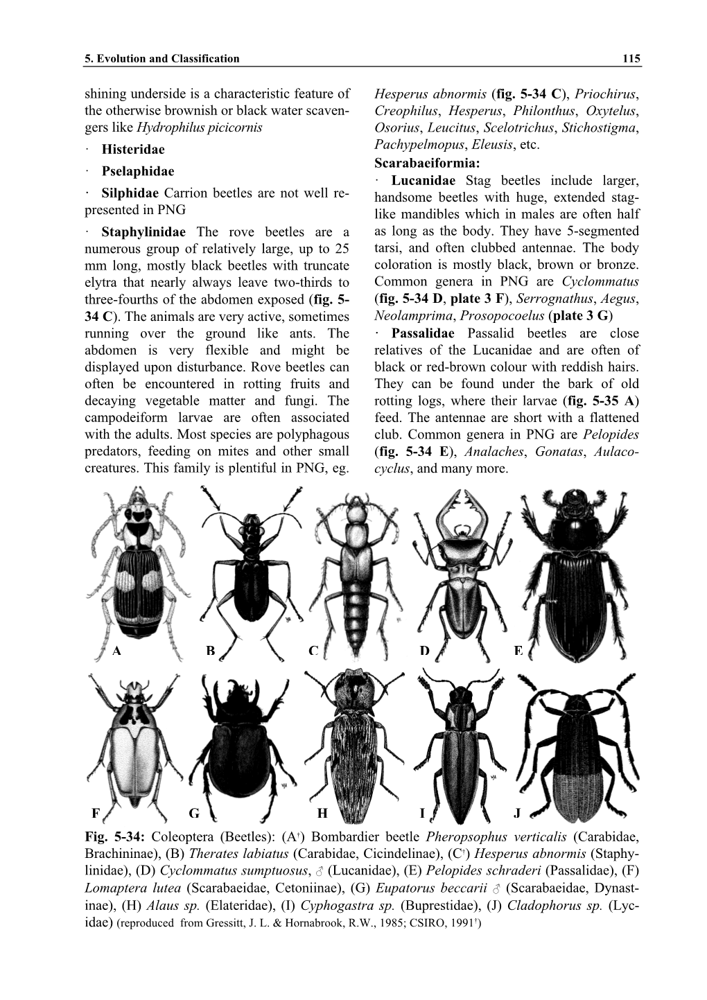 Shining Underside Is a Characteristic Feature of the Otherwise Brownish Or