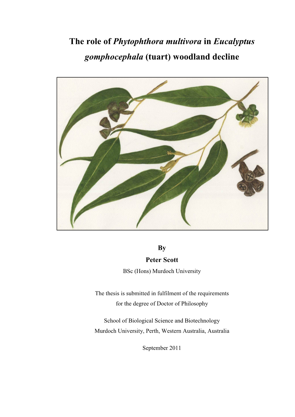 The Role of Phytophthora Soil Borne Pathogens in Eucalyptus