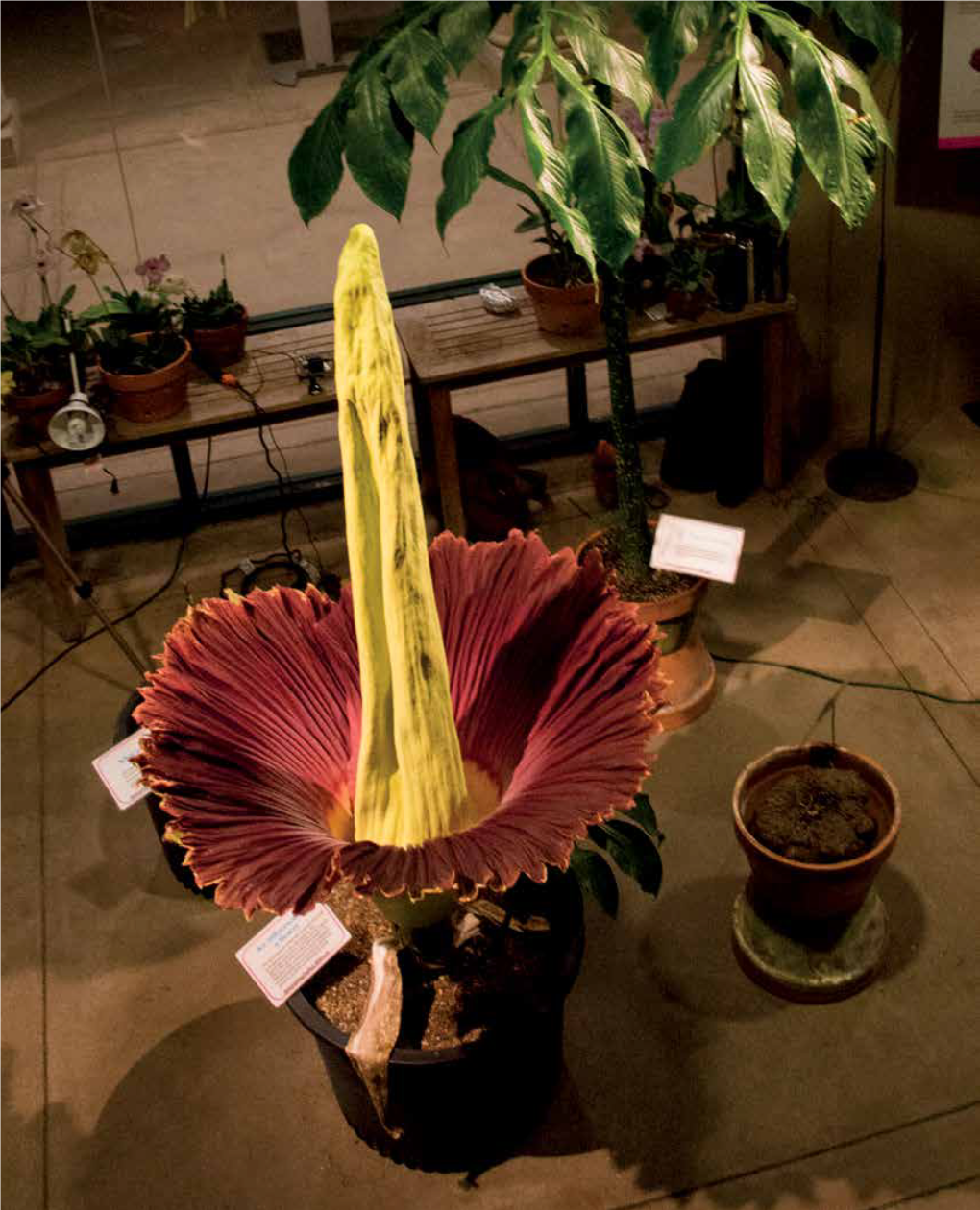 The Secret Life of Stinky THERE’S MORE to the CORPSE FLOWER THAN ITS GIANT BLOOM by Lynne Heffley