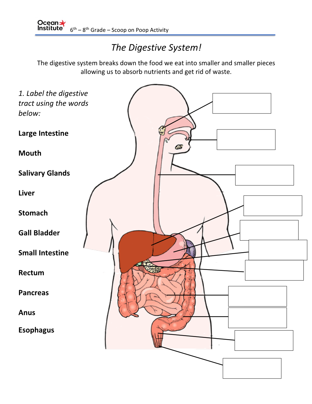The Digestive System!