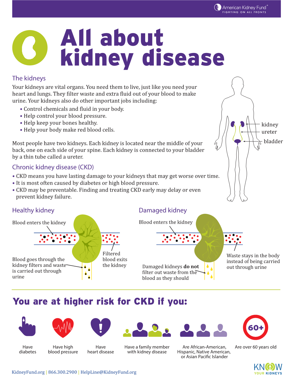 About Kidney Disease the Kidneys Your Kidneys Are Vital Organs