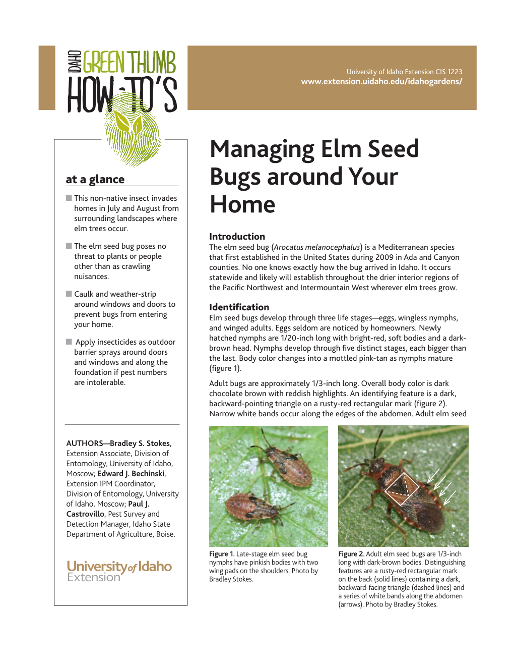 Elm Seed Bugs Develop Through Three Life Stages—Eggs, Wingless Nymphs, Your Home