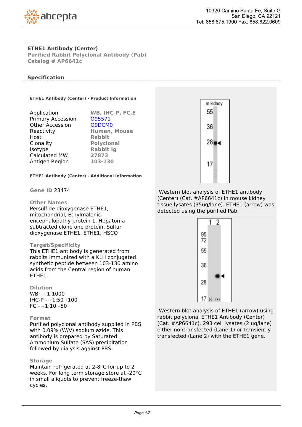 ETHE1 Antibody (Center) Purified Rabbit Polyclonal Antibody (Pab) Catalog # Ap6641c