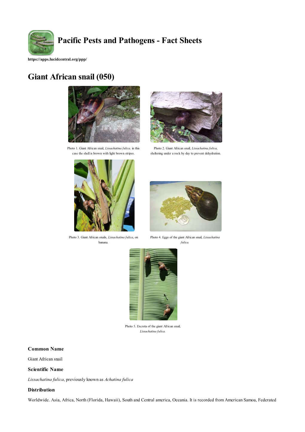 Giant African Snail (050)