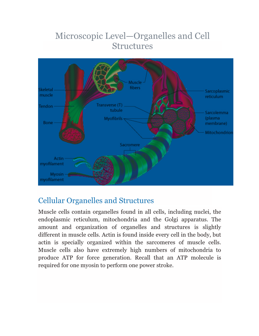 Microscopic Level—Organelles and Cell Structures