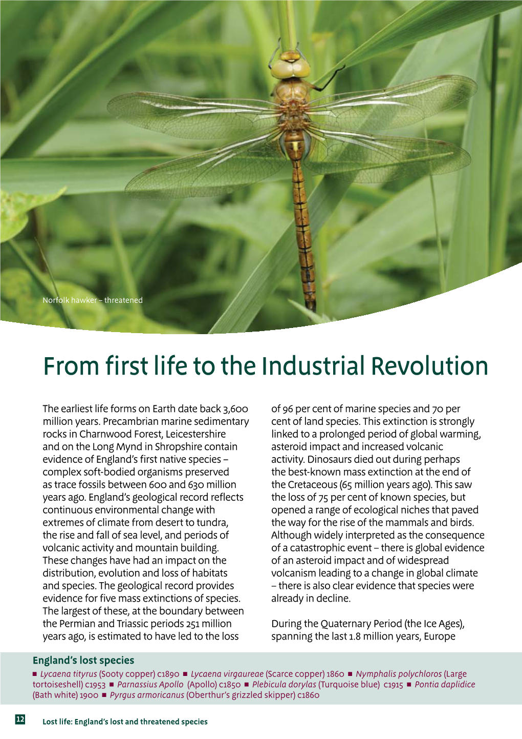 From First Life to the Industrial Revolution