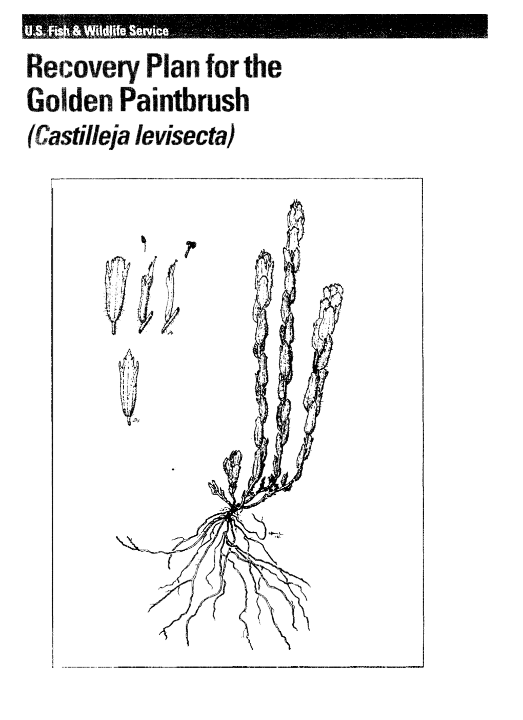 RECOVERY PLAN for the Golden Paintbrush (Castilleja Levisecta)