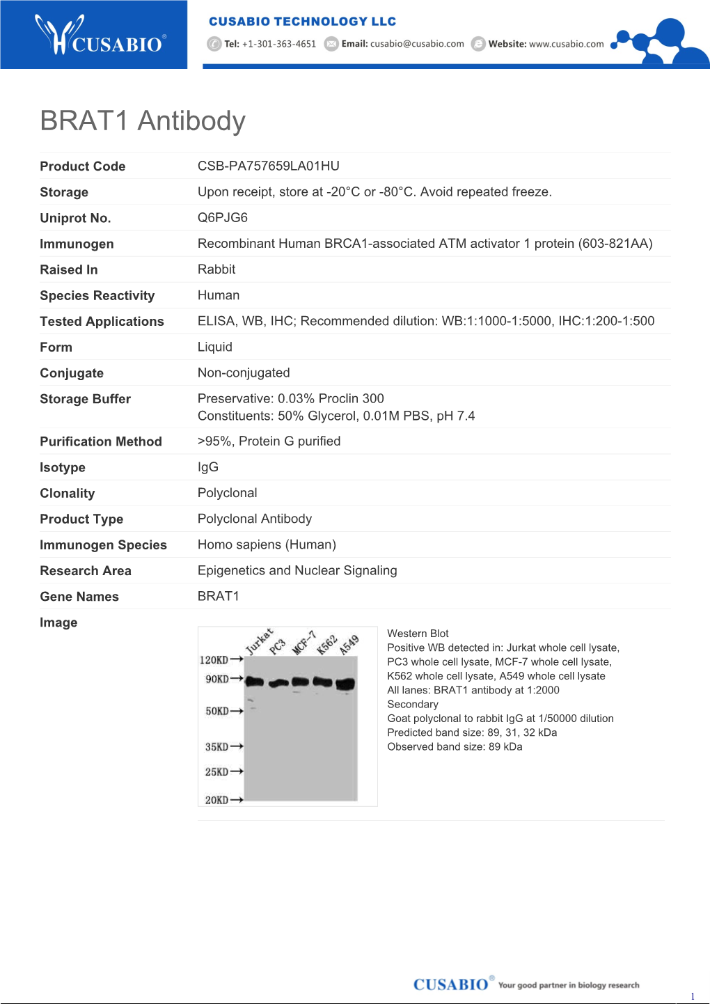 BRAT1 Antibody