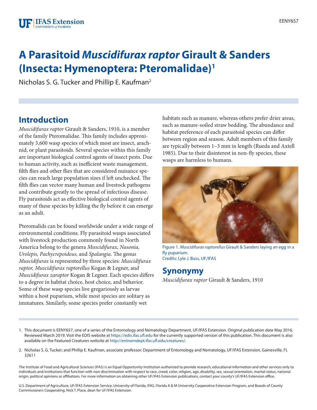 A Parasitoidmuscidifurax Raptor Girault & Sanders (Insecta