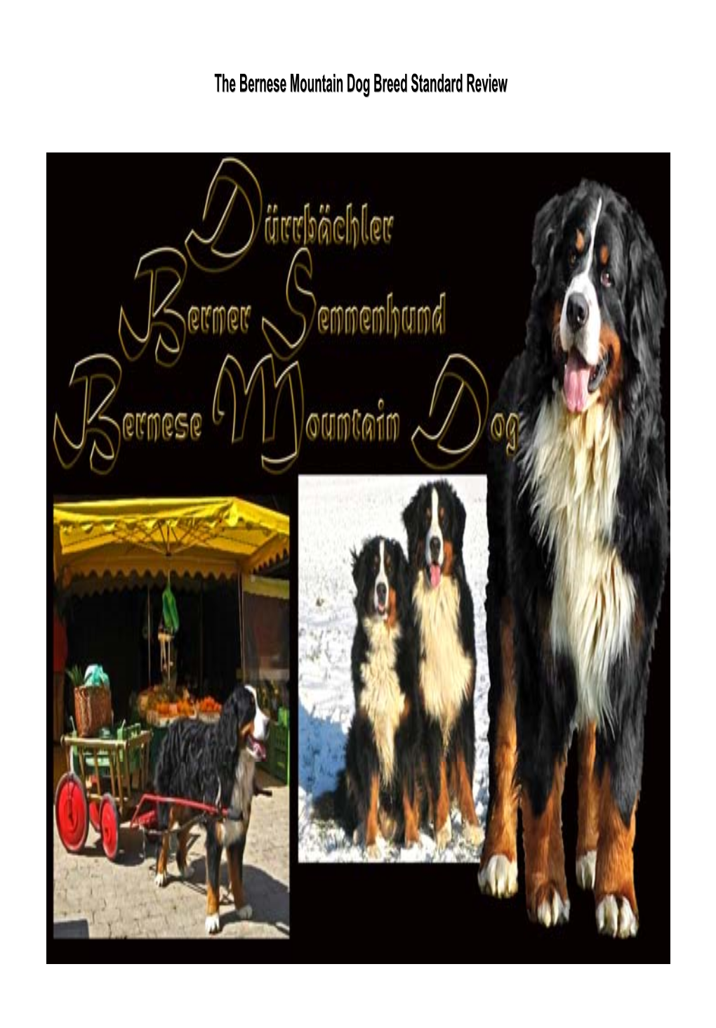 The Bernese Mountain Dog Breed Standard Review Page 2