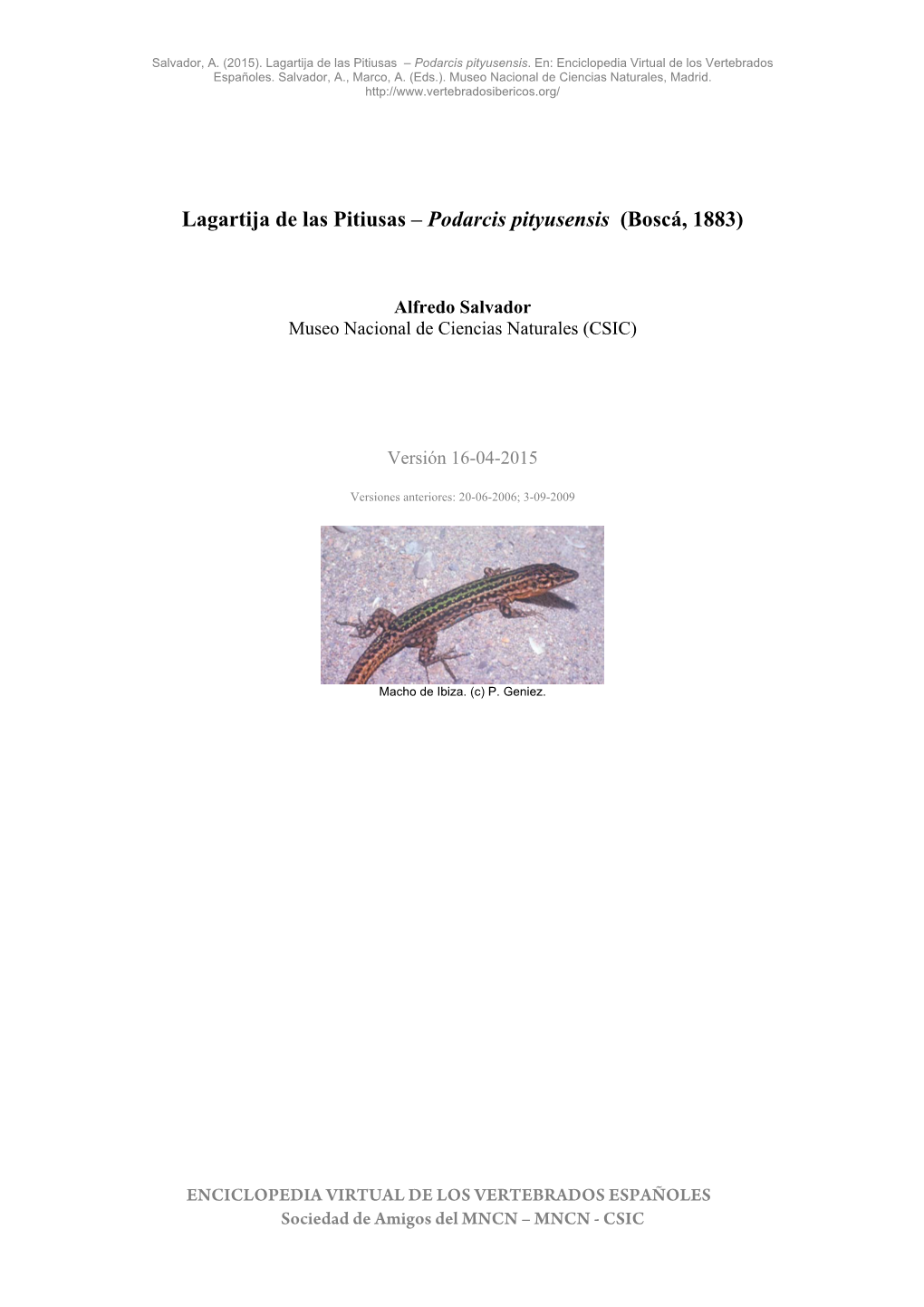 Lagartija De Las Pitiusas – Podarcis Pityusensis (Boscá, 1883)