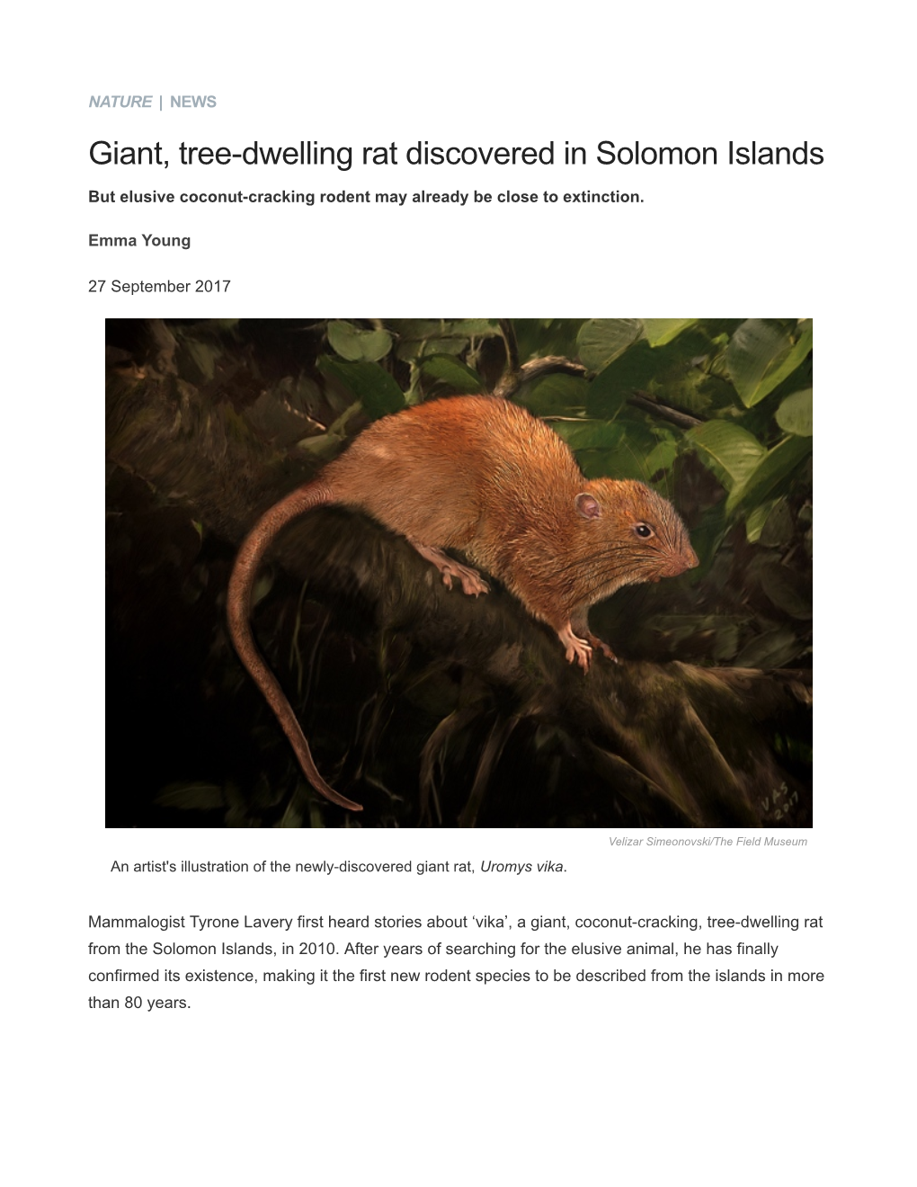 Giant, Tree-Dwelling Rat Discovered in Solomon Islands : Nature News
