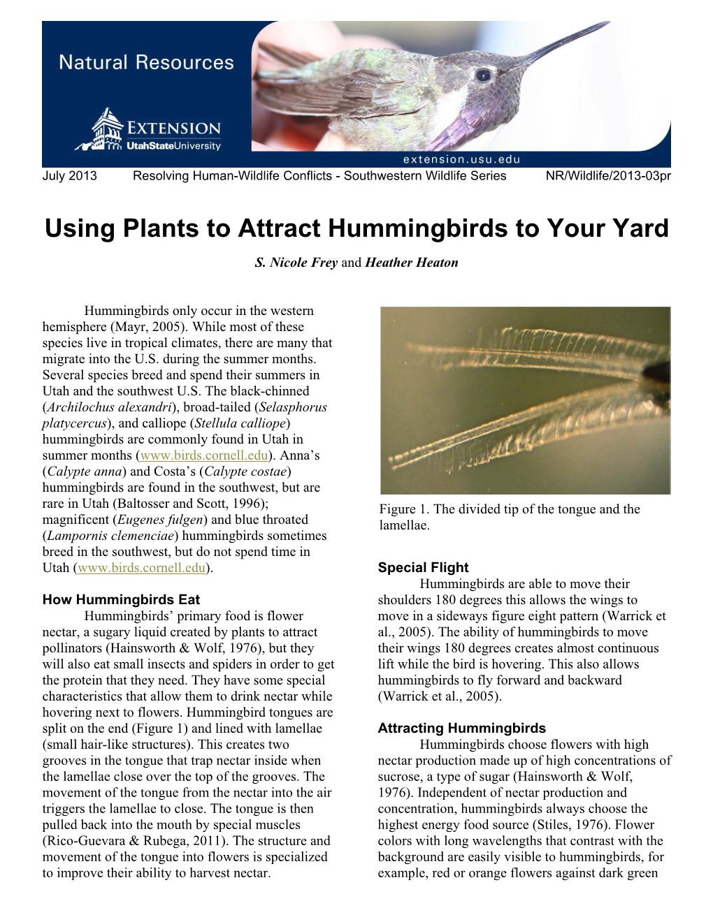 Using Plants to Attract Hummingbirds to Your Yard S