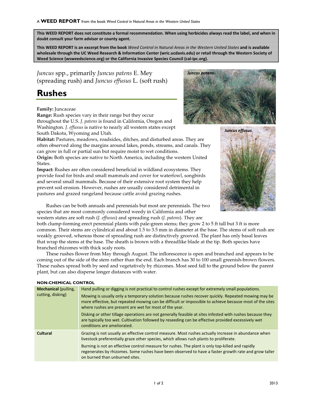 Juncus Effusus L