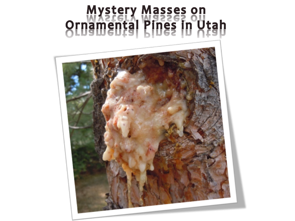 Pitch Moths in Utah What Is Making These Pitch Masses on Pines? Pitch Moths in Utah the Moth People Want to Blame
