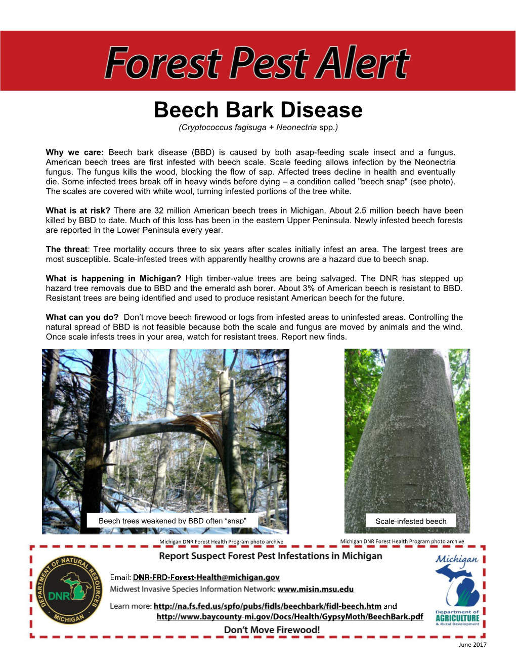 Beech Bark Disease (Cryptococcus Fagisuga + Neonectria Spp.)