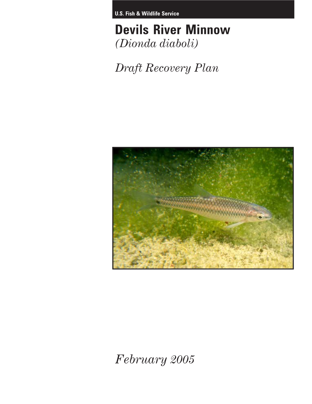 Devils River Minnow (Dionda Diaboli)