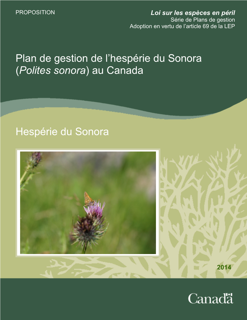 Hespérie Du Sonora (Polites Sonora) Au Canada