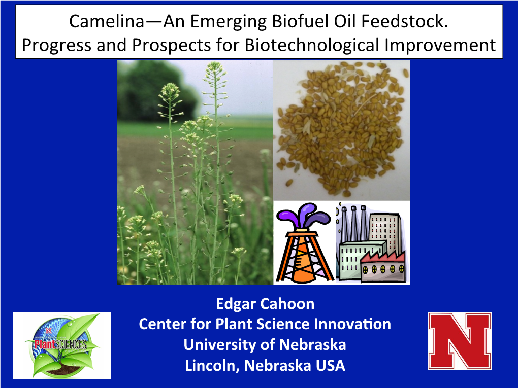 Camelina—An Emerging Biofuel Oil Feedstock. Progress and Prospects for Biotechnological Improvement