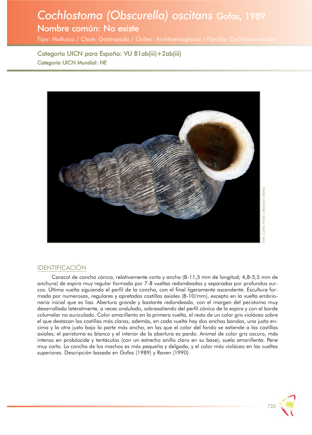 Cochlostoma (Obscurella) Oscitans Gofas, 1989 Nombre Común: No Existe Tipo: Mollusca / Clase: Gastropoda / Orden: Architaenioglossa / Familia: Cochlostomatidae