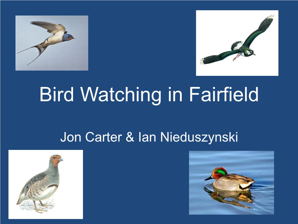 Bird Watching in Fairfield