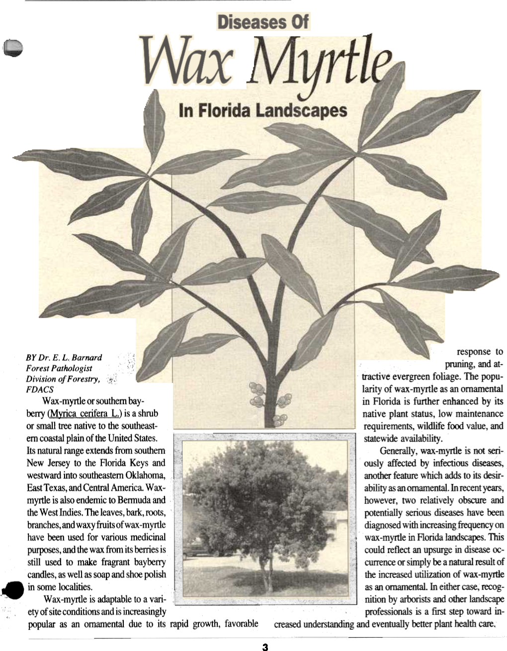 Diseases of Wax Myrtle