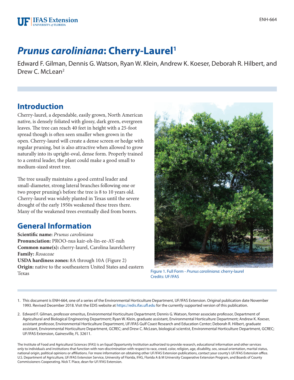 Prunus Caroliniana: Cherry-Laurel1 Edward F