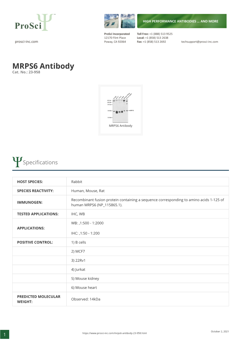 MRPS6 Antibody Cat