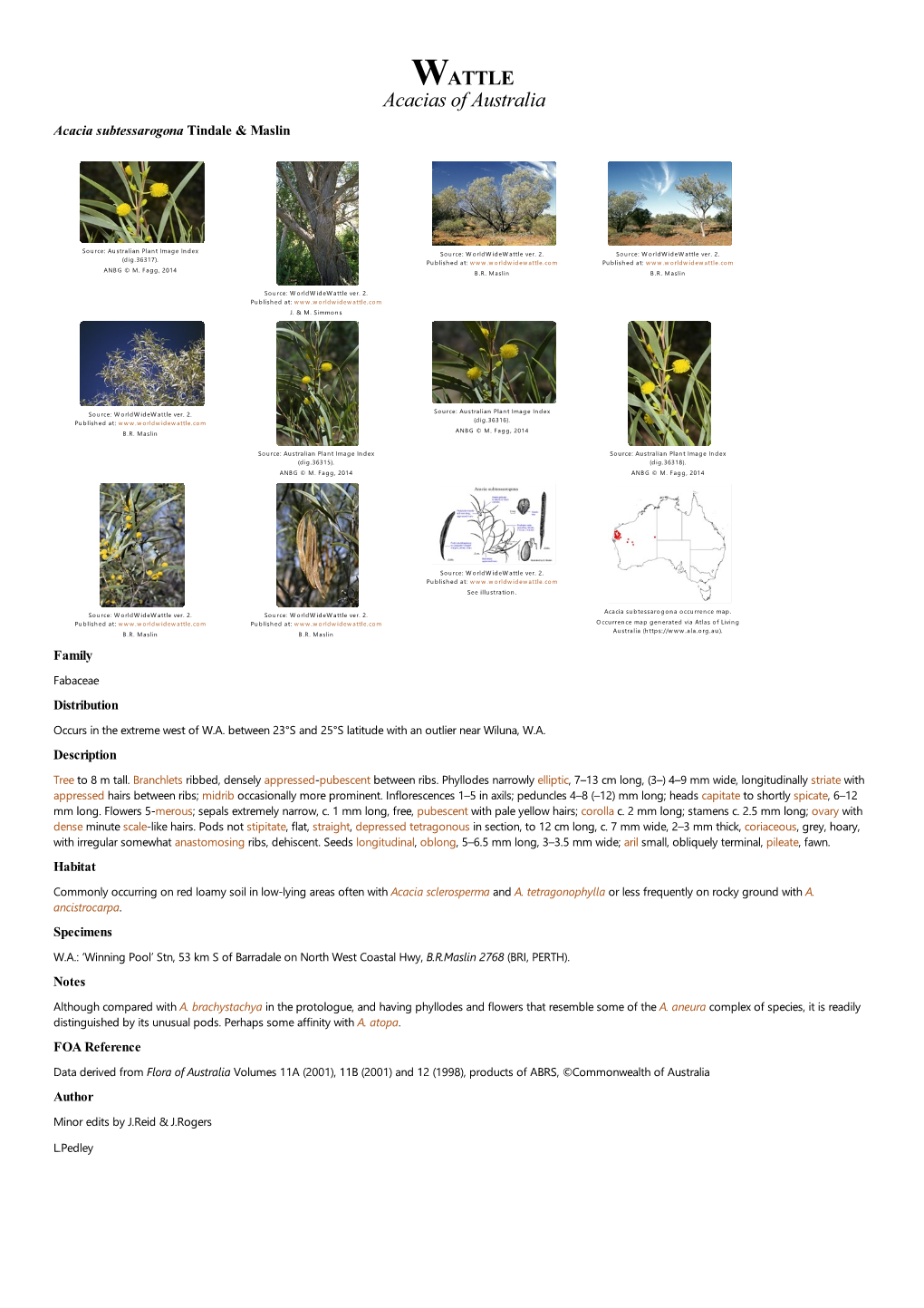 Acacia Subtessarogona Tindale & Maslin