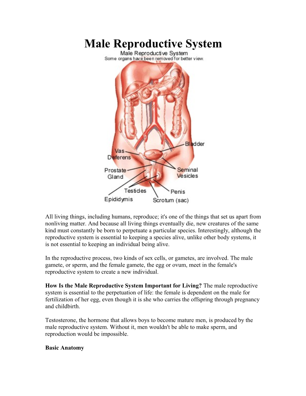 Male Reproductive System s1