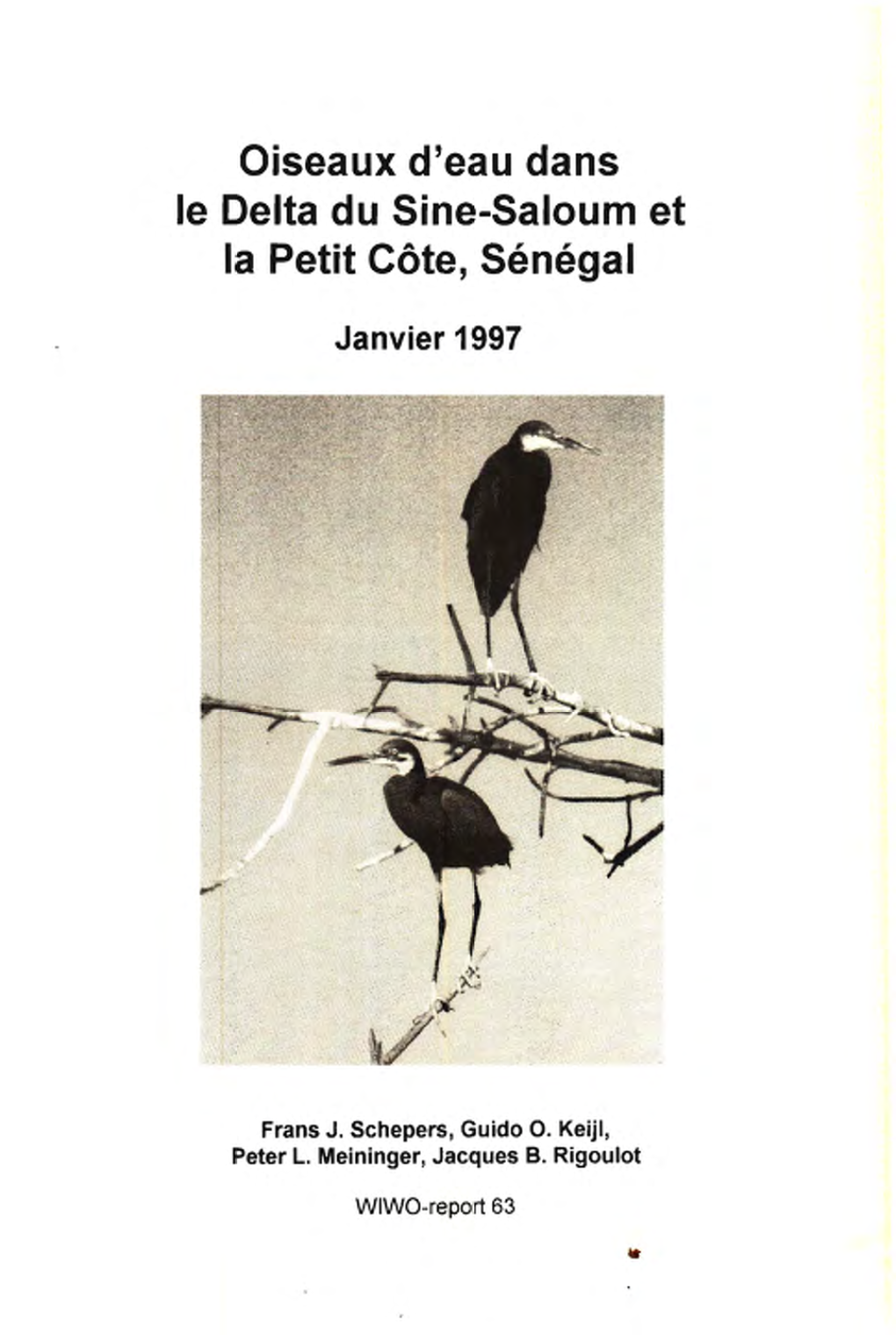 Oiseaux D'eau Dans Le Delta Du Sine-Saloum Et La Petit Côte, Sénégal